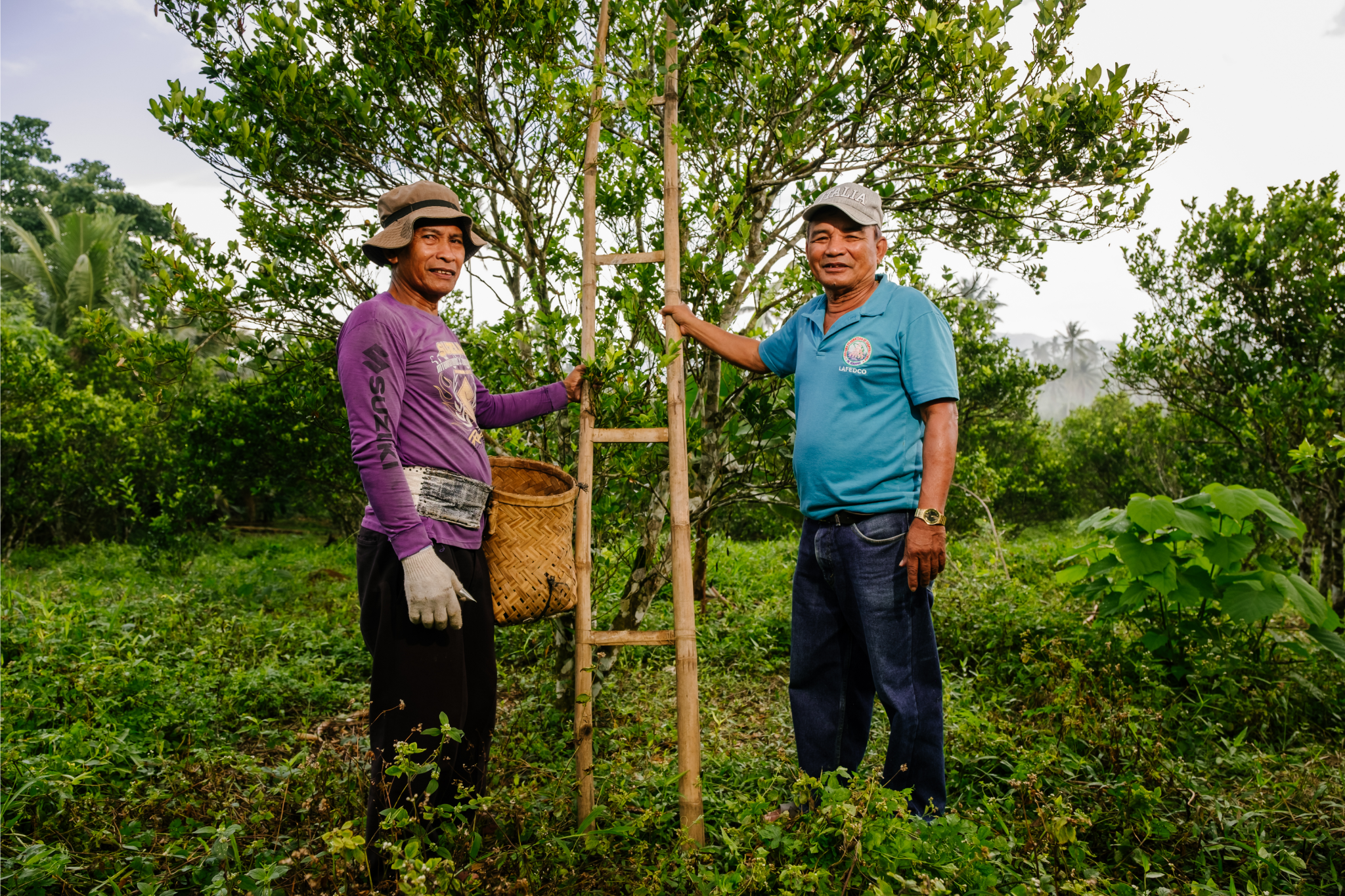 Farmers at work on a calamansi farm in the Philippines