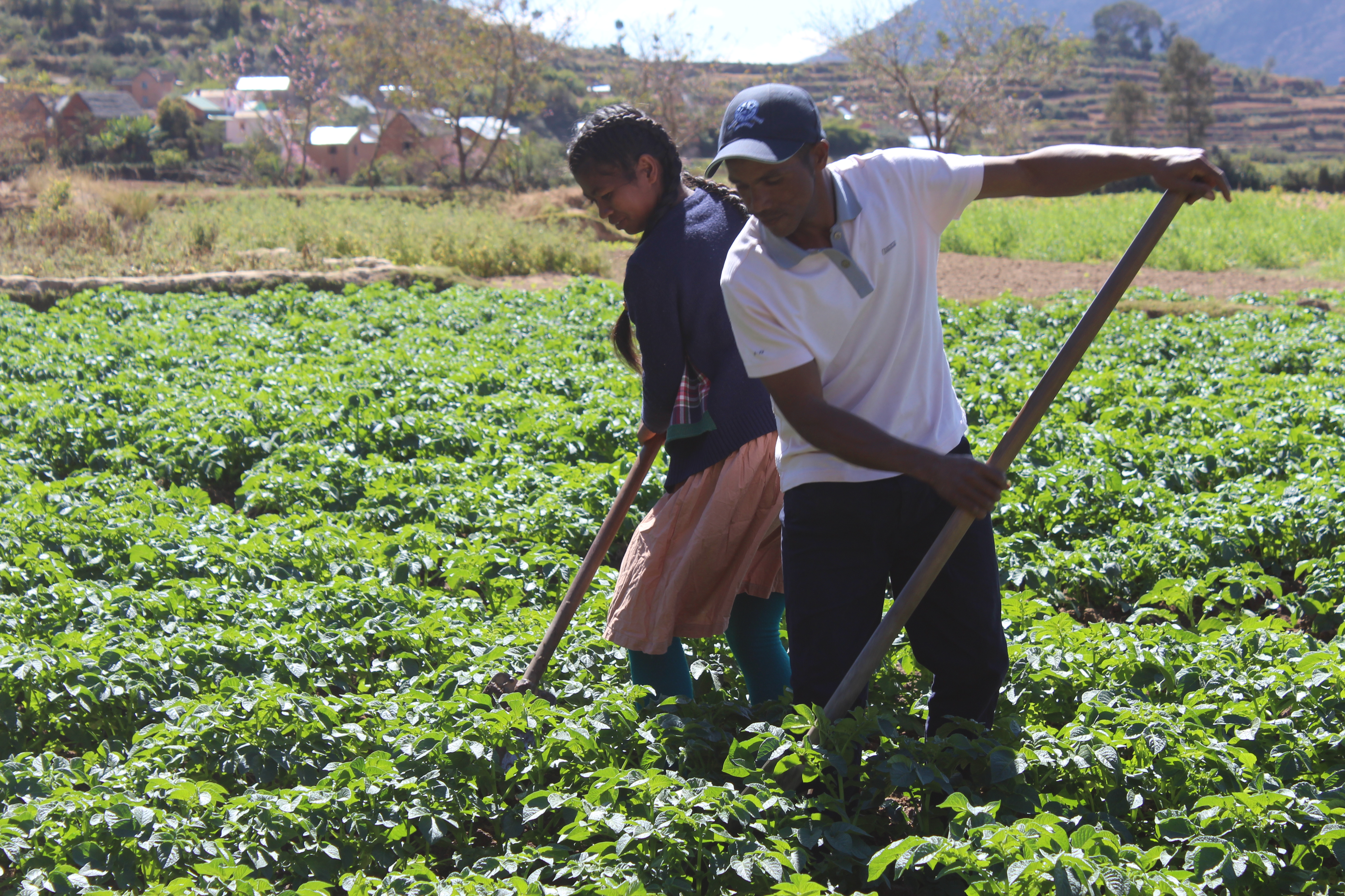 Farmers at work in a potato field – Ceffel, partner of Fert, Madagascar