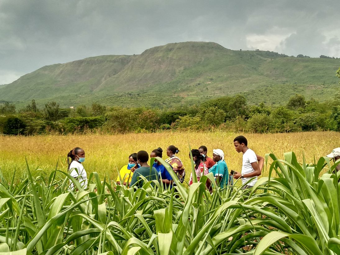 Farmers gathered at a demonstration plot, a Fert partner organisation