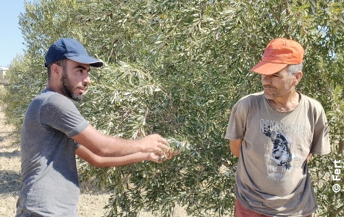 Two farmers harvesting olives – Masar Ahora programme