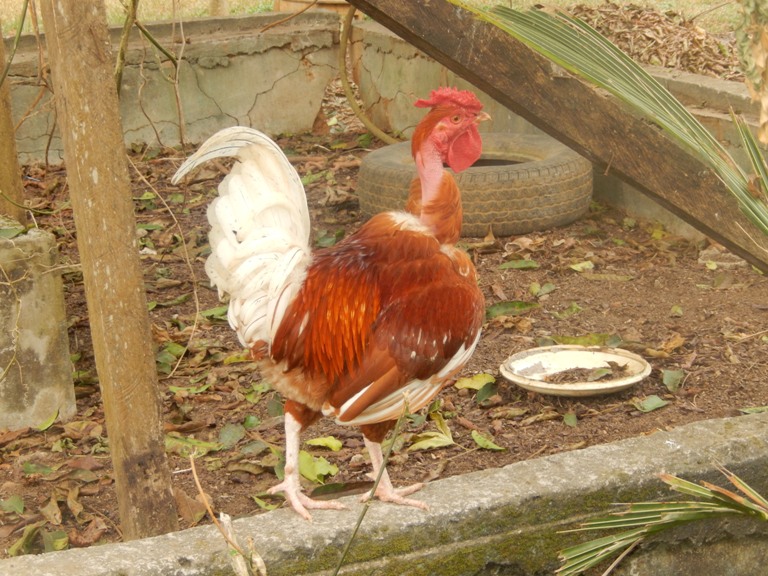 Feed production for agroecological local chicken farming