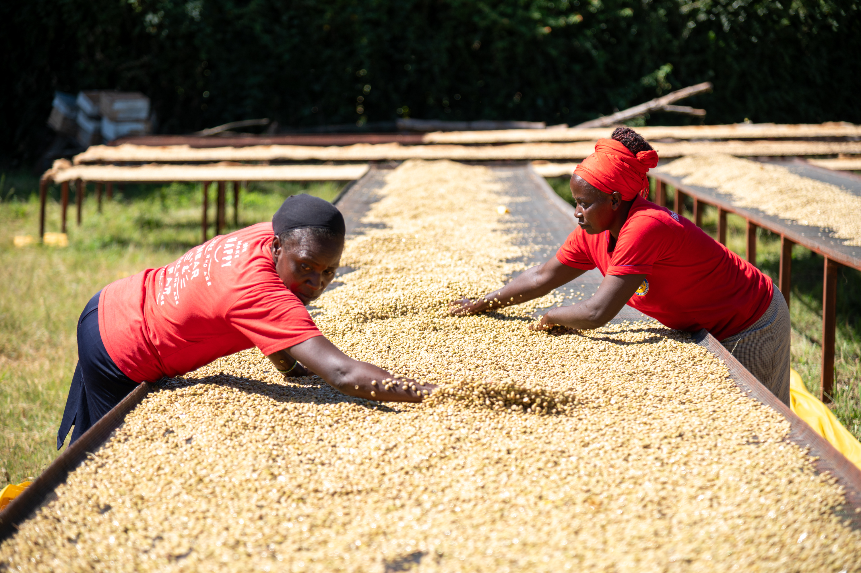 Farmers drying their harvest on raised drying tables